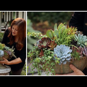 Arranging Succulents in an Urn!