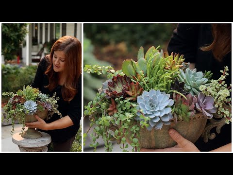 Arranging Succulents in an Urn!