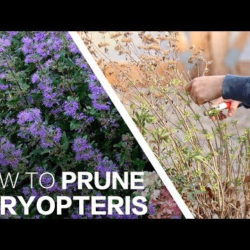 Pruning Caryopteris!