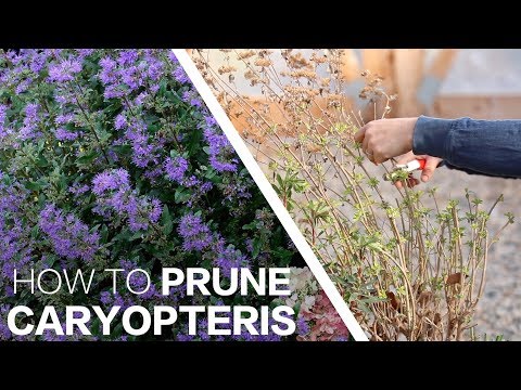 Pruning Caryopteris!