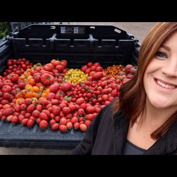 Bean, Carrot & Tomato Harvest!