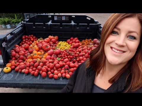 Bean, Carrot & Tomato Harvest!