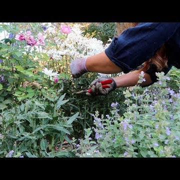 Flower Bed Cleanup!