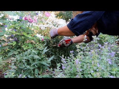 Flower Bed Cleanup!