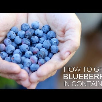 How to Grow Blueberries in Containers