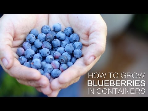 How to Grow Blueberries in Containers