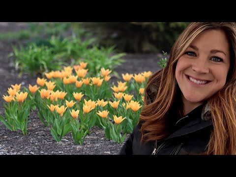 Exciting Windy Weeding Day!  (+Mini Bulb Tour!)