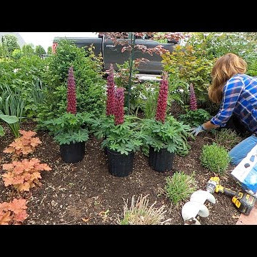 Planting A Bunch of Plants Throughout the Garden!