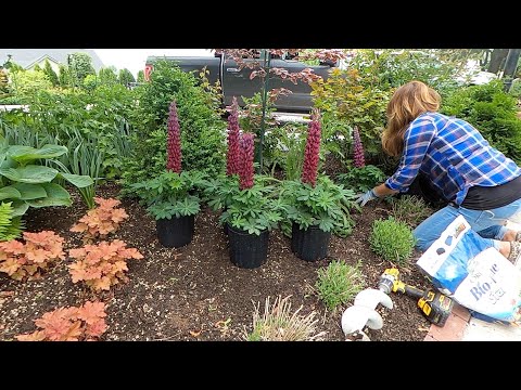 Planting A Bunch of Plants Throughout the Garden!