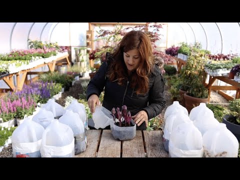 Winter Sowing & Seed Planting Update!