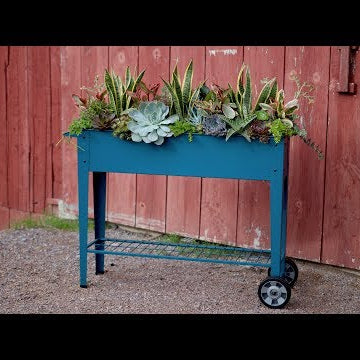 Succulent Inspiration