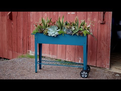 Succulent Inspiration