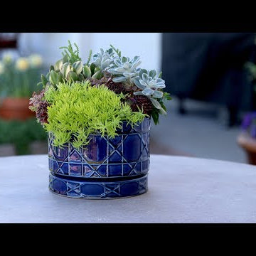 Succulent Inspiration