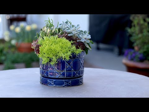 Succulent Inspiration