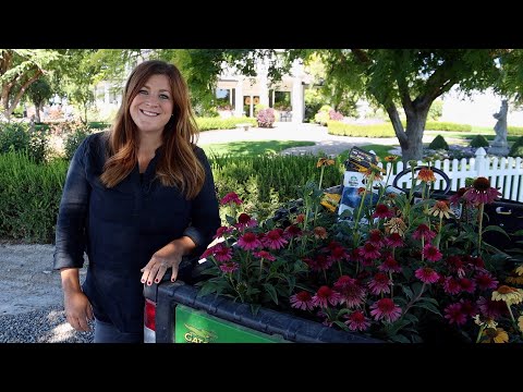 Planting 5 Varieties of Echinacea!