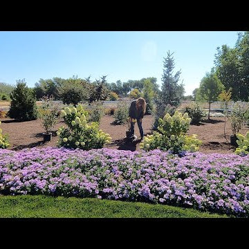 Still Planting in 100+ Degree Heat!  Beautiful Purple Blooming Plants!