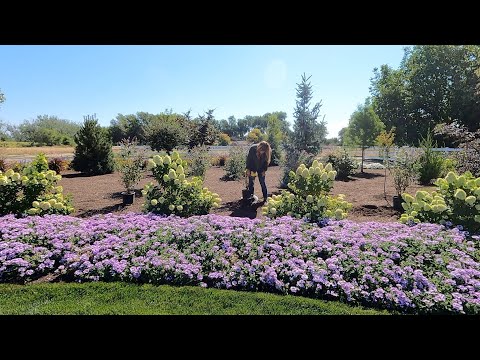Still Planting in 100+ Degree Heat!  Beautiful Purple Blooming Plants!