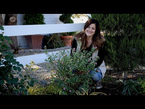 Planting Proud Berry Coral Berry