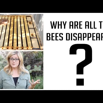 Bee Update - Where did they go?