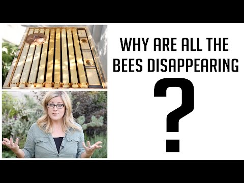 Bee Update - Where did they go?
