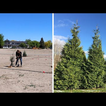 Planting an Arborvitae That Grows Fast!