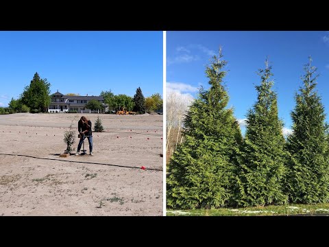 Planting an Arborvitae That Grows Fast!