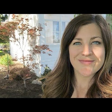Boxwoods | Bad Prune Job | Weir Removal | Japanese Maple