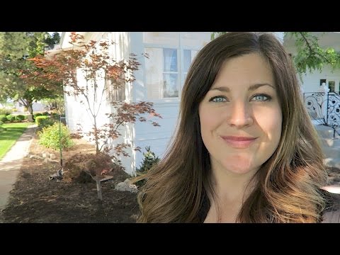 Boxwoods | Bad Prune Job | Weir Removal | Japanese Maple