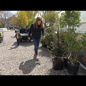 Planting More Blackberries, Prepping Potatoes & planting Lilacs! .