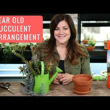 1 Year Old Succulent Arrangement