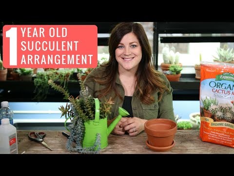 1 Year Old Succulent Arrangement