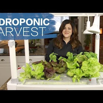 Hydroponic Harvest