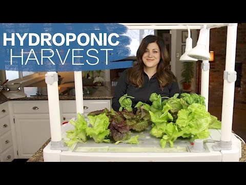 Hydroponic Harvest