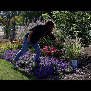 Planting 3 Beautiful Varieties of Ornamental Grass!