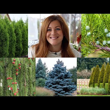 10 Evergreens Every Garden Should Have!