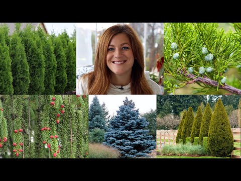 10 Evergreens Every Garden Should Have!