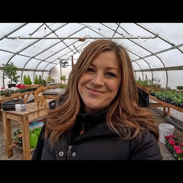 Dahlias: Taking Them Out of Storage + Pre-Sprouting!