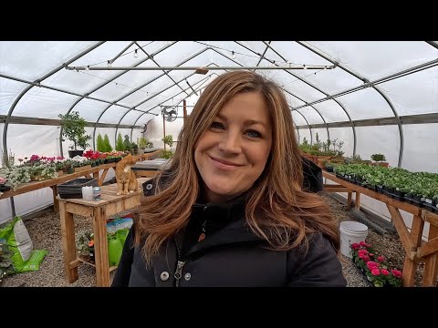 Dahlias: Taking Them Out of Storage + Pre-Sprouting!