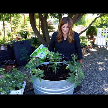 Planting a Container Salsa Garden!