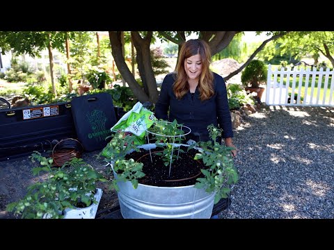 Planting a Container Salsa Garden!