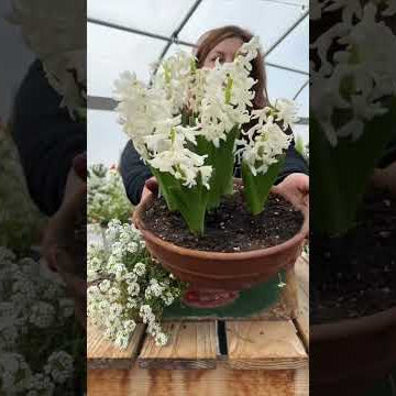 Mini moon garden