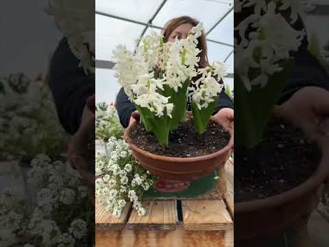 Mini moon garden