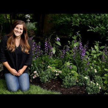 Planting Angelface Super Blue Angelonia for my Parents
