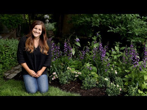 Planting Angelface Super Blue Angelonia for my Parents