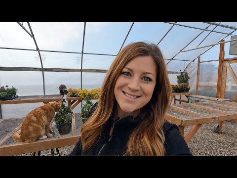 Potting Wire Vine, Making a Festive Succulent Arrangement & Moving the Lemon Cypress!
