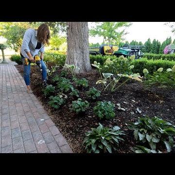 Planting a Pine, Roses & Perennials!
