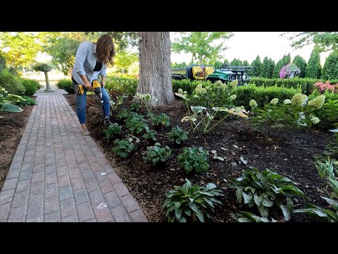 Planting a Pine, Roses & Perennials!