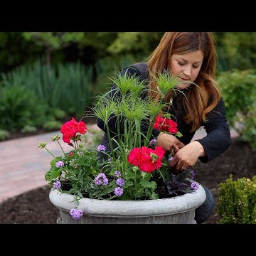 Planting Full Sun Summer Containers!