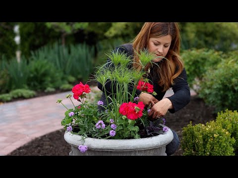 Planting Full Sun Summer Containers!