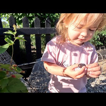 Planting Dwarf Thornless Blackberries & More Warm Season Veggies/ Flowers from Seed!